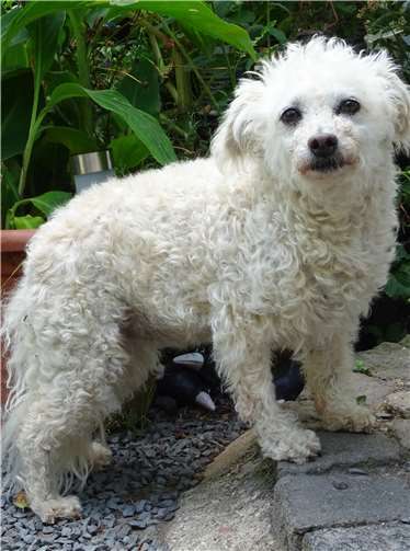 Pudelmix Nelly.Fotos: privat