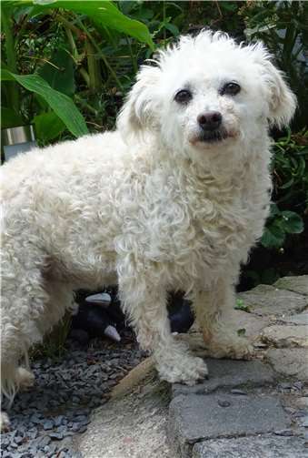 Pudelmix Nelly.Fotos: privat