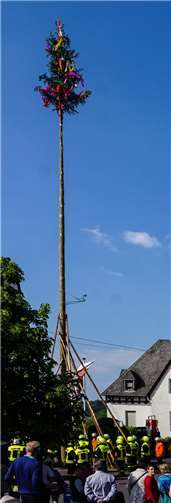 Pünktlich um 17 Uhr ragte der Kirmesbaum weit über die Pfarrkirche St. Antonius hinaus.