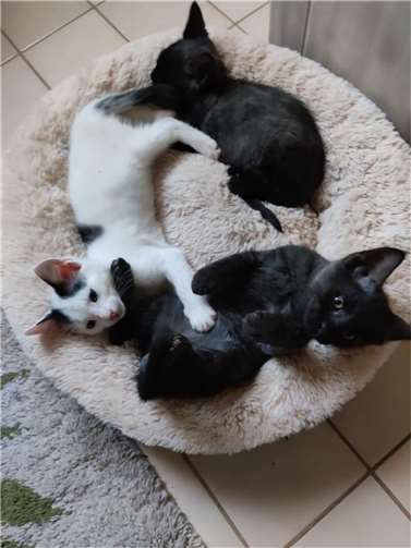 Püppi, Runi und Tari.