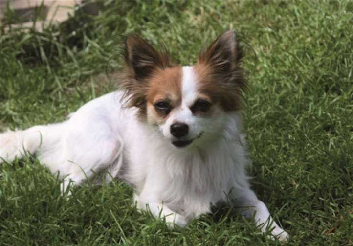 Püppi such t ein liebesvolles, neues Zuhause! privat