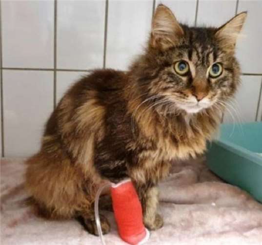 Püppi wurde vermutlich angefahren.