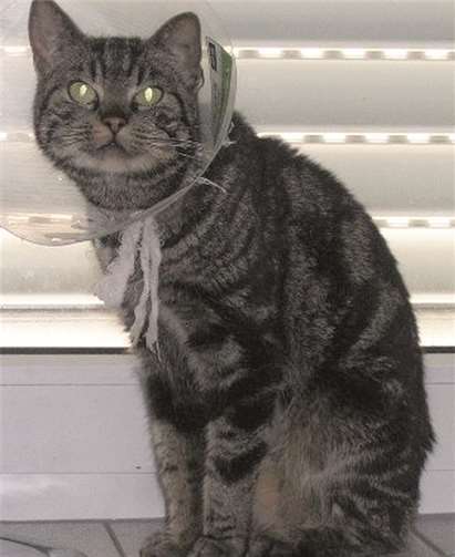 Püppy geht es schon viel besser.  Privat