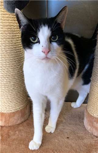 Pürzel ist anfangs etwas zurückhaltend. Foto: Tierheim u. Tierschutzverein Kreis Ahrweiler e.V.