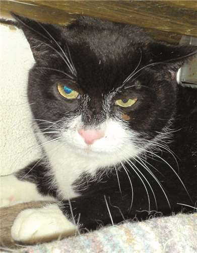 Pumuckl sucht ein Zuhause ohne andere Katzen. privat