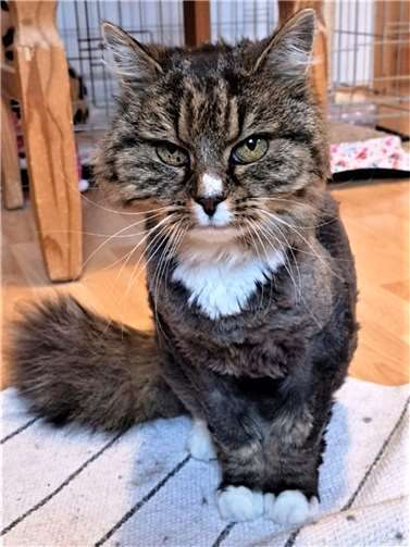 Puschel ist eine ca. elf Jahre alte grau-getigerte Streunerkatze.  Foto: privat