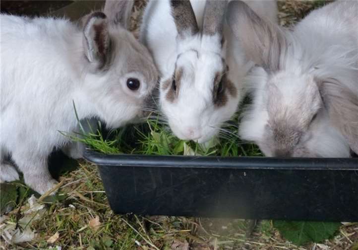 Puschel und Klaus (links und rechts) sind zwei ganz besondere Kaninchen, die sich ein neues Zuhause wünschen.Tierschutz Siebengebirge