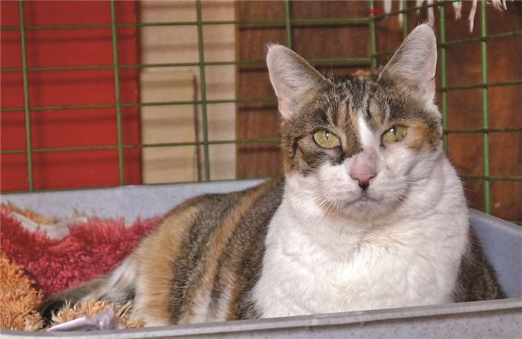 Pussy ist eine charmante Dame, die ihren neuen Besitzern noch viel Freude bereiten kann. privat