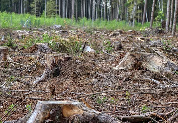 Quelle: pixabay/planet:fox