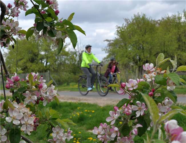 Radeln durch die blühenden Obstplantagen: In Meckenheim bereitet die Fahrt auf zwei Rädern zu jeder Zeit große Freude.Stadt Meckenheim