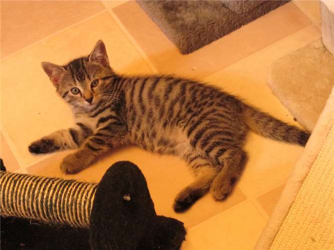 Ragnar.  Fotos: privat