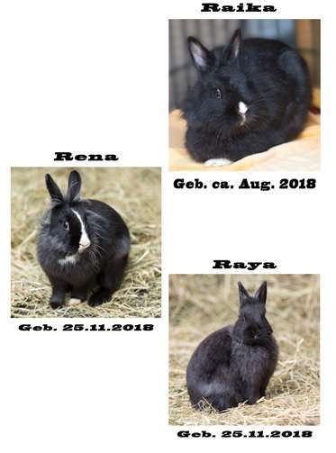 Raika und ihre Jungen. Fotos: Tierheim Andernach