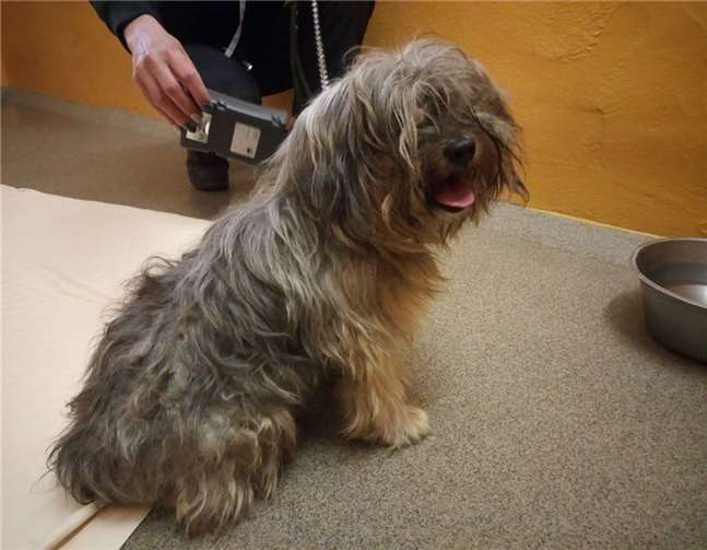 Rambo wurde schwer krank in der Nähe des Bahnhofs ausgesetzt.privat