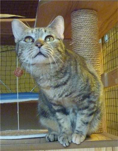 Rani wartet auf geduldige Menschen.  Fotos: KatzenschutzfreundeRhein-Ahr-Eifel e.V.