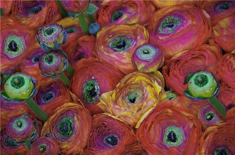 Ranunkel in bunt. Copyright: Inge Hardy