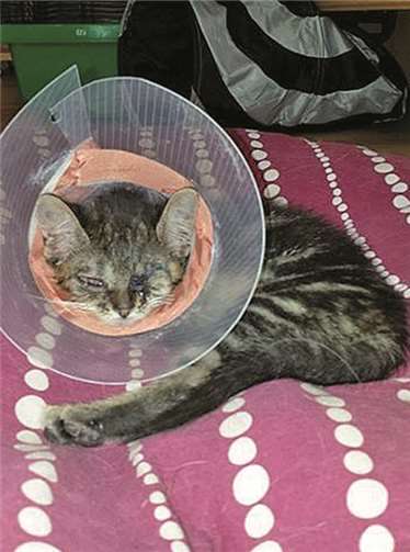 Rapunzel ist ein echter Notfall.  Privat