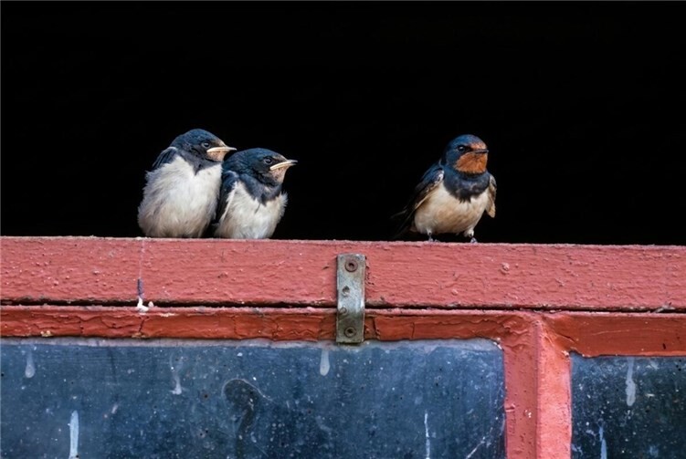 Rauchschwalbe, ausgeflogene Junge mit Altvogel