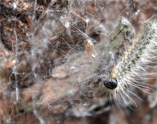 Raupe des Eichenprozessionsspinner an der Rinde haftend, Thaumetopoea processionea. Deutlich sind die Spindelhaare der Raupe zu sehen.Foto: Landesforsten RLP/Marco Utsch