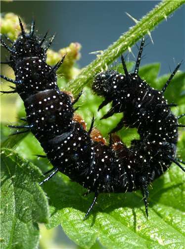 Raupe des fauenauges.Foto: Leonhard