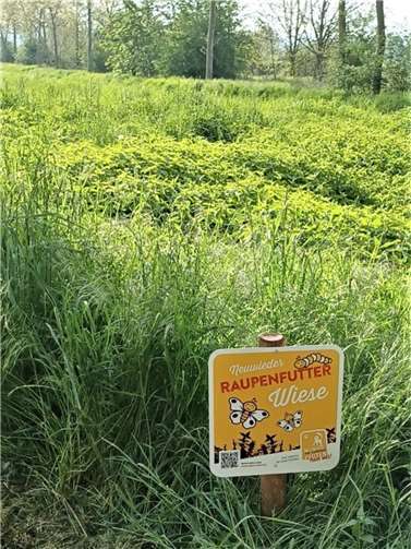 Raupenfutterwiese. Foto: Thomas Riehl