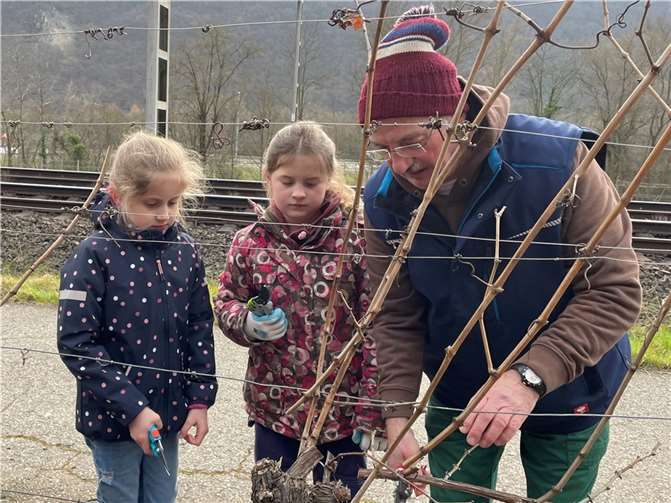 Razejung Willi Unschuld unterstützt „Nachwuchswinzerinnen“ beim Rebenschnitt. Foto: Sonja Stefic