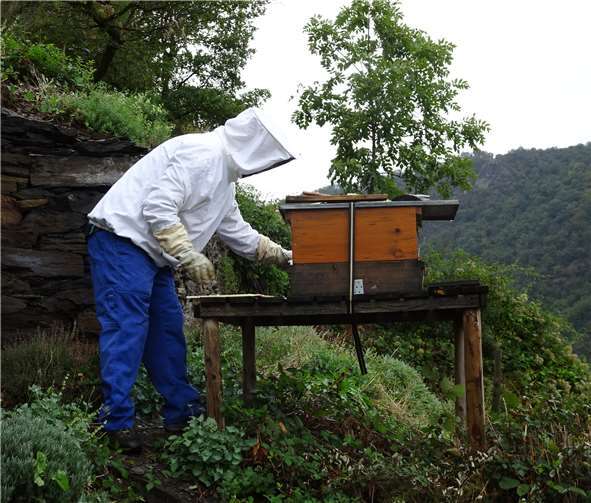 Razejunge bei der Betreuung eines Bienenvolks in der Würzlay.Foto: privat