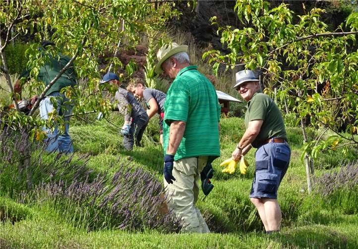 Razejunge bei der Lavendelernte.Foto: Lehmer Razejunge