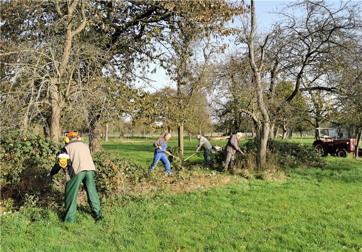 Reduktion der überwuchernden Brombeerhecken im Bereich der Streuobstwiesen.