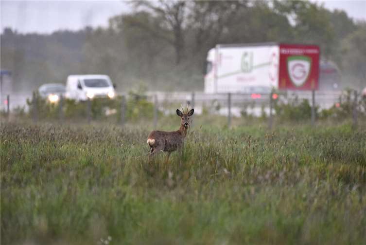 Achtung: Wildunfallrisiko steigt ab April drastisch Rehböcke sind in den Monaten April und Mai besonders häufig Opfer von Wildunfällen. Foto: Kapuhs/DJV