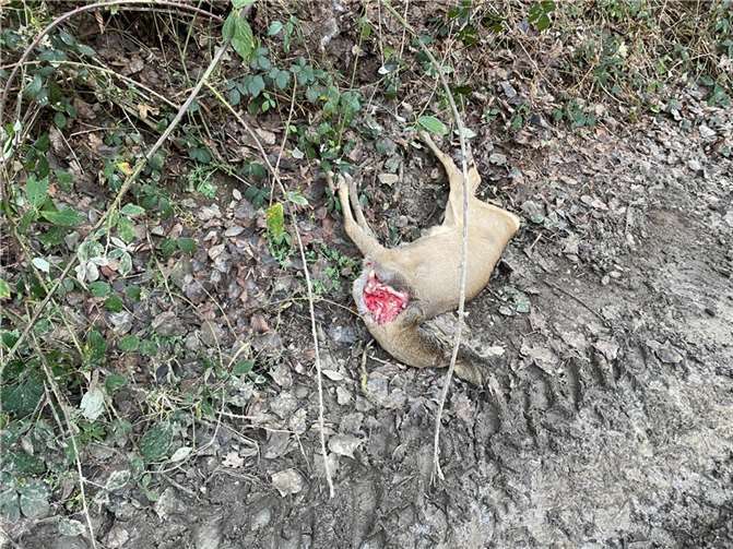 Rehwild-Riss in der Nähe eines Waldguts in Rheineck. Gegenseitige Rücksicht und die Beachtung der geltenden Regeln ermöglicht allen Beteiligten ein harmonisches Miteinander. So können Mensch und Tier die Natur gemeinsam genießen. Die Verbandsgemeinde Bad Breisig möchte an alle Hundebesitzer und Hundeführer appellieren, sich in der freien Natur entsprechend zu verhalten. Foto: VG Bad Breisig