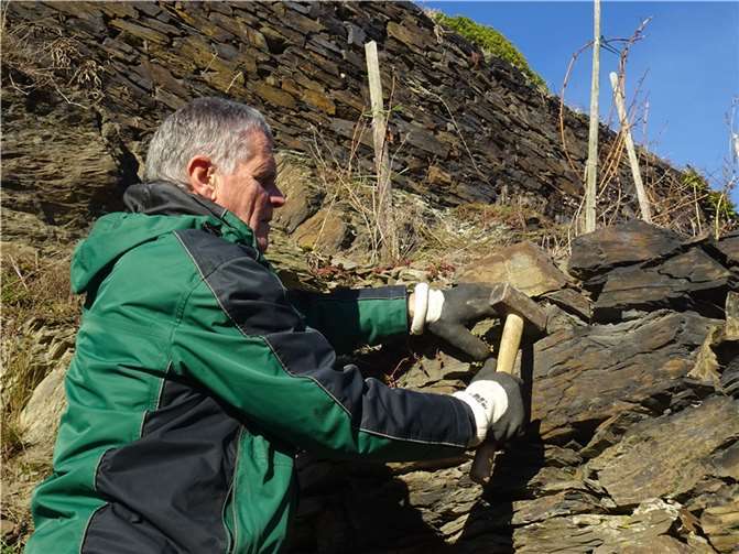 Reparatur einer Trockenmauer im Razejungewingert.  Foto: privat