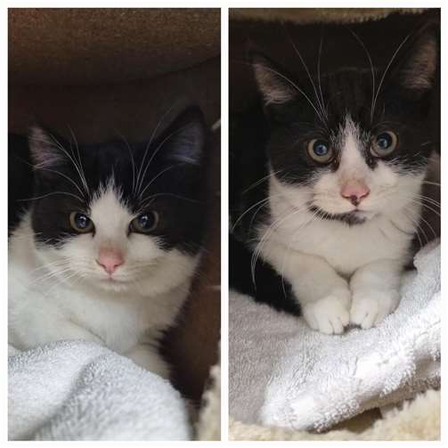 Resi und Riku warten im Tierheim in Mayen auf ihr Glück. Foto: Sybill Limbach