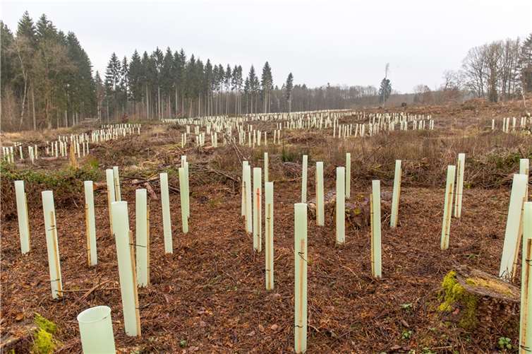 Revierförster Helmut Nett sieht das Plastik in den Wäldern sehr kritisch. Er ist aber überzeugt: „Ohne Schutzhülle gibt es hier keinen neuen Wald“.