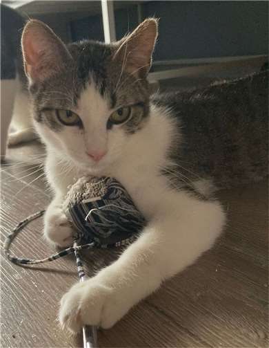 Ricardo.Fotos: Katzenschutzfreunde