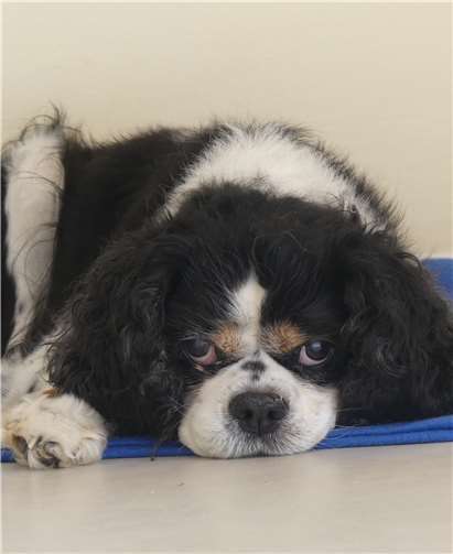 Ricky fühlt sich alleingelassen, gibt die Hoffnung aber noch nicht auf. Foto: Tierheim Andernach