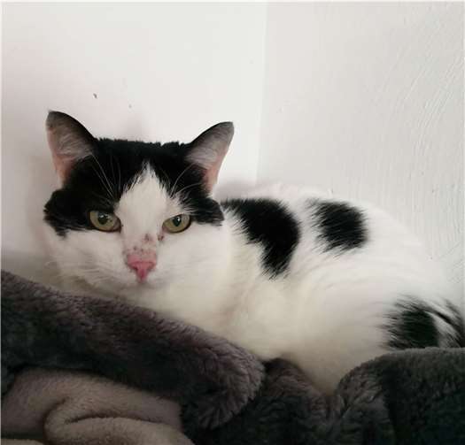 Rika ist eine zurückhaltende Katze. Foto:Tierheim u. Tierschutzverein Kreis Ahrweiler e.V.