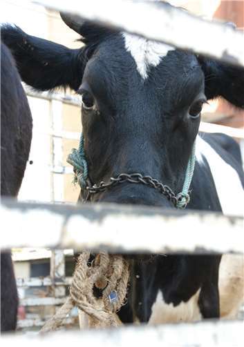 Rind auf einem Tiertransport. Copyright: M. Karremann / Deutscher Tierschutzbund e.V.