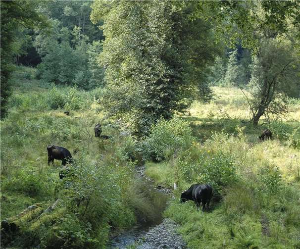 Rinder als Landschaftspfleger: Im Grenzbachtal sorgen die tierischen Helfer für praktischen Naturschutz.  Foto: Heinrichtshof