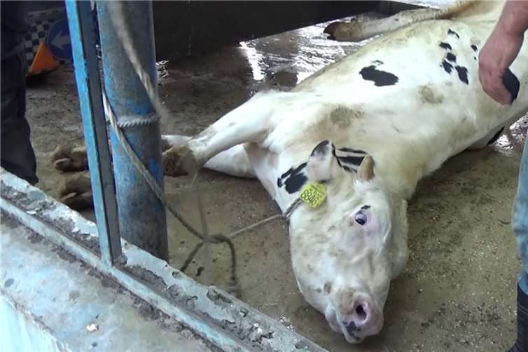 Rinder erleiden beim Export in Drittländer extreme Qualen. Foto: Animals International/Deutscher Tierschutzbund e.V. 