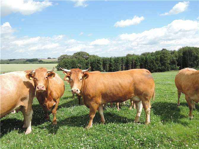 Rinder sind einfühlsame Wesen, die enge Bindungen zu Artgenossen eingehen.  Copyright: Deutscher Tierschutzbund e.V. / Kook