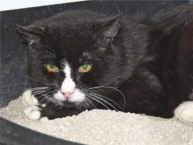 Robbie sucht einen Altersruhesitz.  Privat