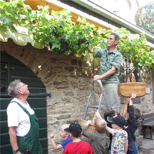 Robert Hoß , Weinbau-Brudermeister (auf der Leiter) und Volker Bodenbach mit Kindern vom Kindergarten St. Victor Oberbreisig: Foto: privat