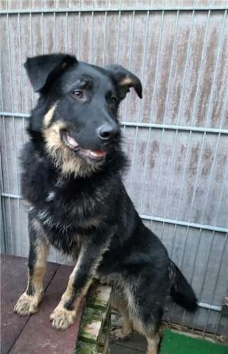 Rocco. Fotos: privat