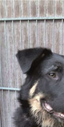 Rocco. Fotos: privat