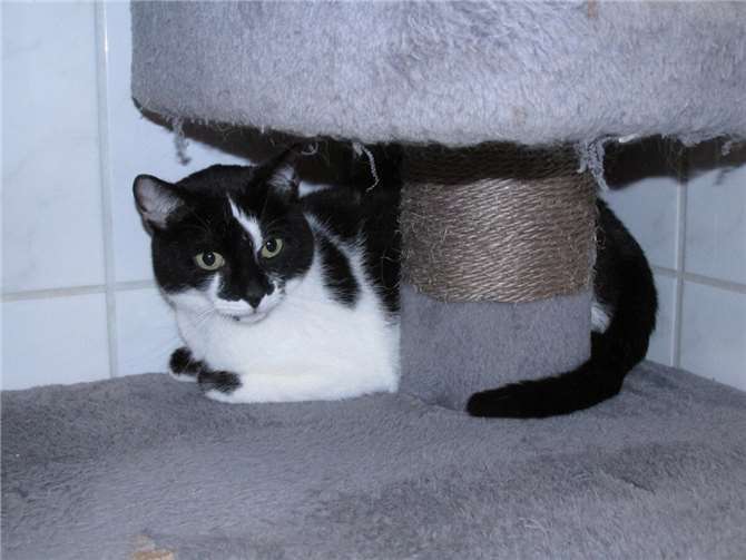 Hexy und Rocky suchen Geborgenheit nach Rückkehr ins Tierheim Rocky.