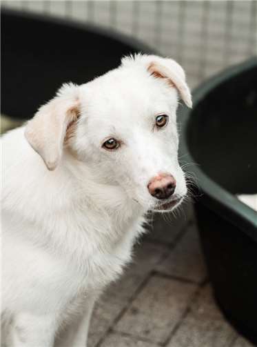 Rocky hat noch Flausen im Kopf.