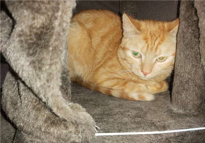 Rocky liegt alleine in einem kuscheligem Eckchen. Fotos: privat