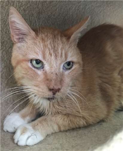 Rocky sehnt sich nach ruhigen Menschen. Tierheim u. Tierschutzverein Kreis Ahrweiler e.V.