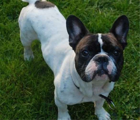 Rocky sucht bei hundeerfahrenen Menschen ein neues Zuhause.privat