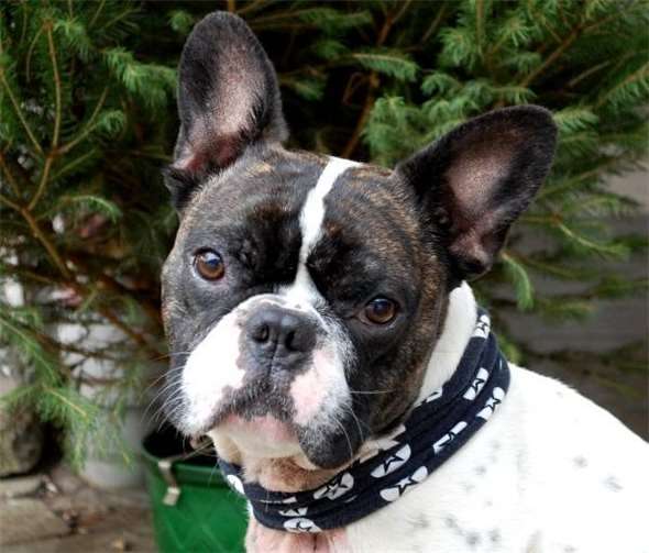 Rocky sucht bereits seit zwei Jahren ein neues Zuhause. Tierheim Mayen